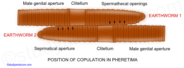 Earthworm reproduction, Earthworm reproductive system, male reproductive system, female reproductive system, spermathecae, copulation, cocoon formation